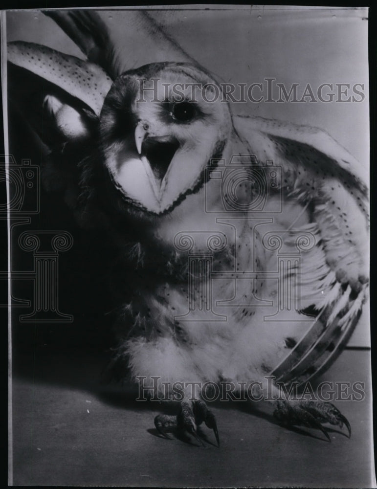 1957 Bird Owl  - Historic Images