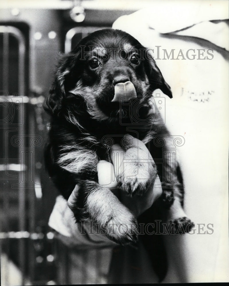 1980 Animals Dog  - Historic Images