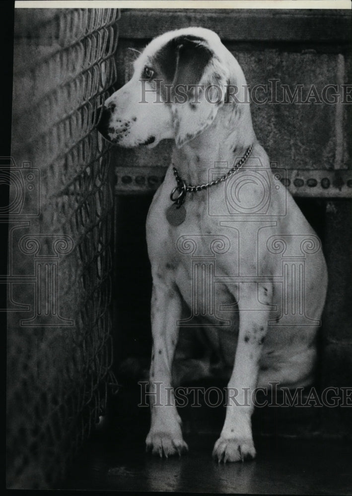 1979 Animals Dog  - Historic Images