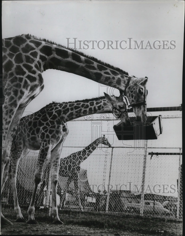 1955 Famed Ringling Giraffes in The World's Largest Menagerie - Historic Images