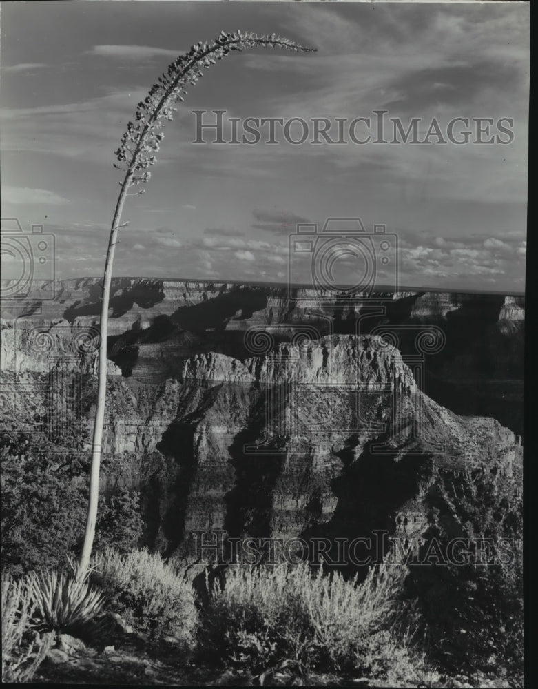 1941 Press Photo Grand Canyon Nation Park viewed from the North Rim - Historic Images