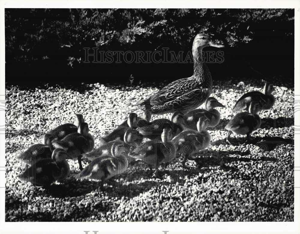 1991 Press Photo Mama duck leading her chicks at Soule Road School in Wilbraham- Historic Images