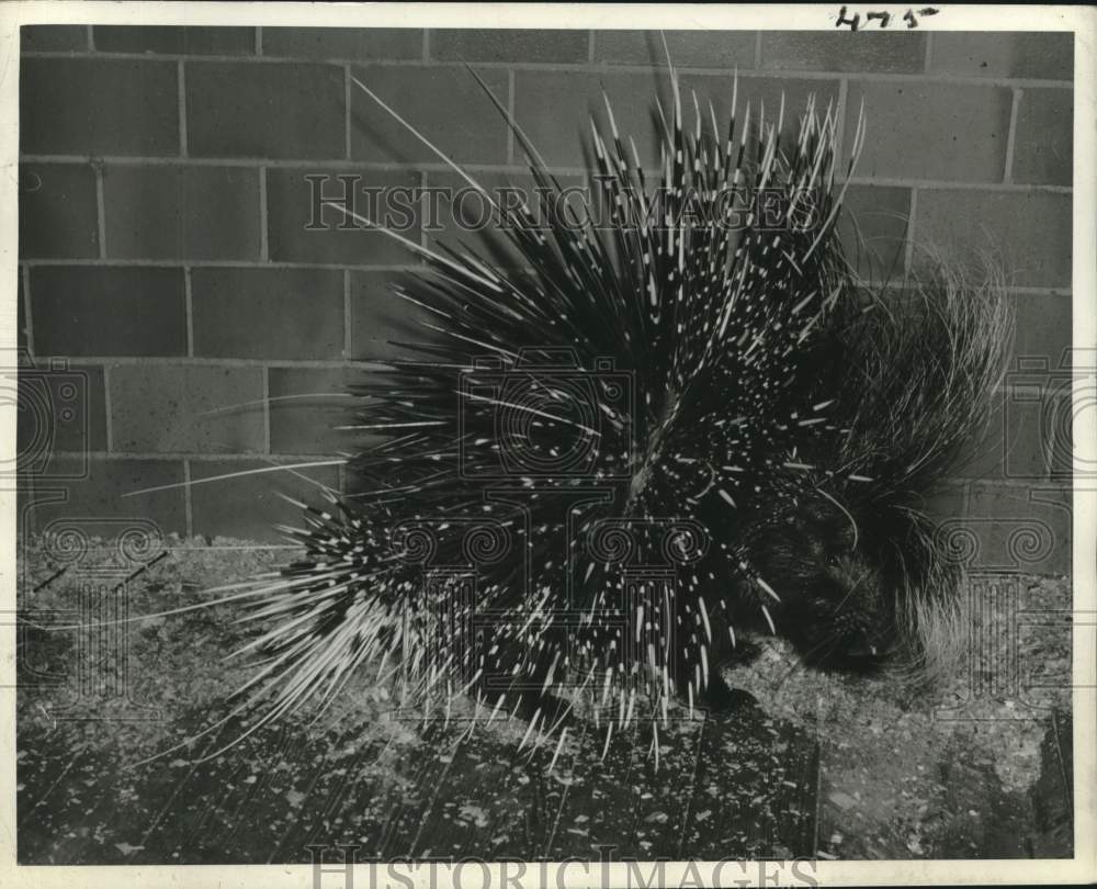 Press Photo African Porcupine at Park Zoo - Historic Images