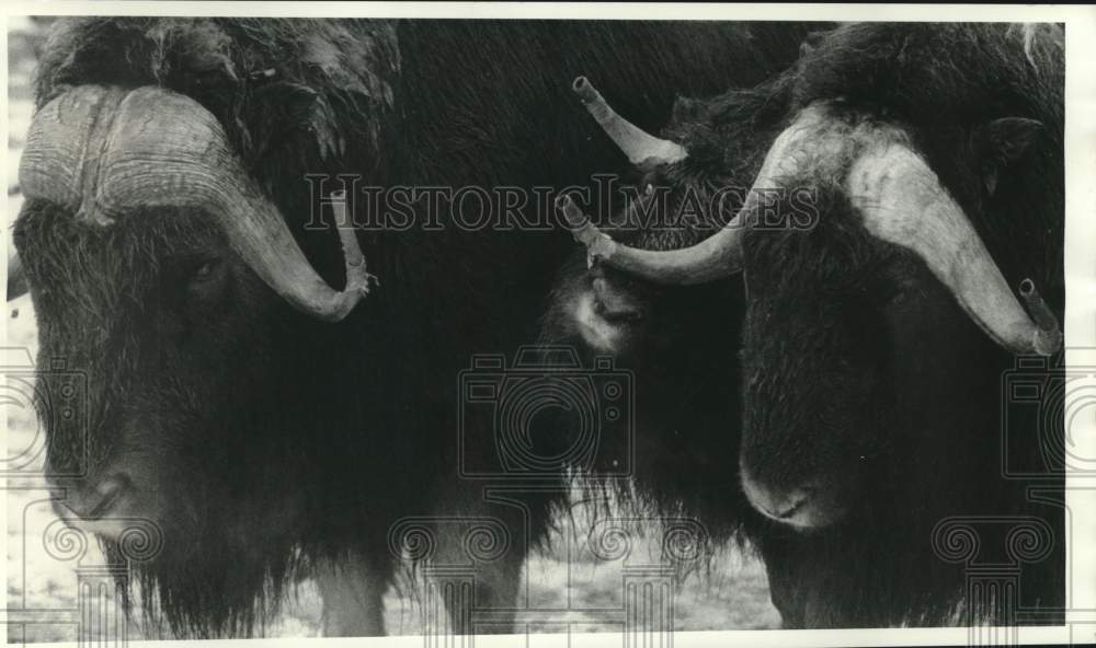 1985 Press Photo Three Musk Oxen at Zoo - sya14048- Historic Images