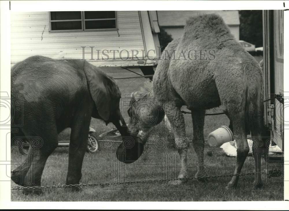 1990 Press Photo Franzen Circus Camel Eating with Baby Elephant - sya58132 - Historic Images