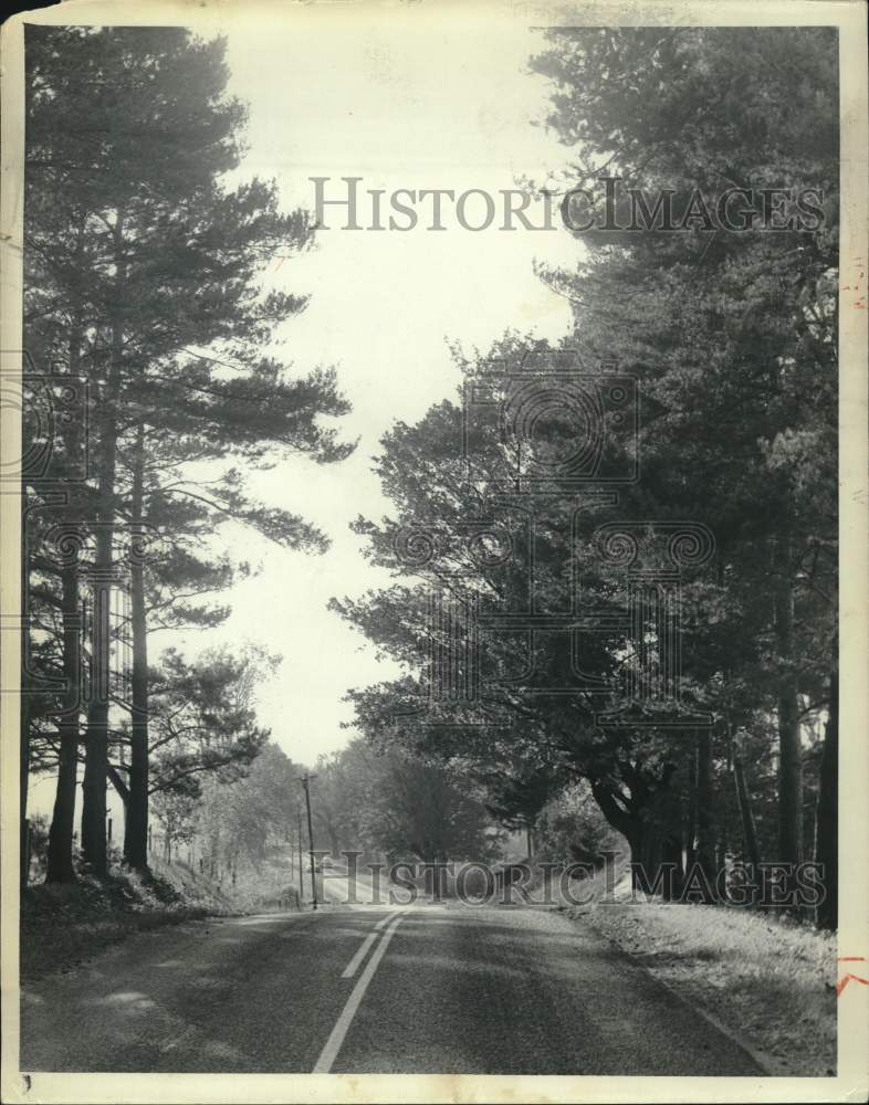 1961 Street View of Trees Near Boonville in the Adirondacks-Historic Images