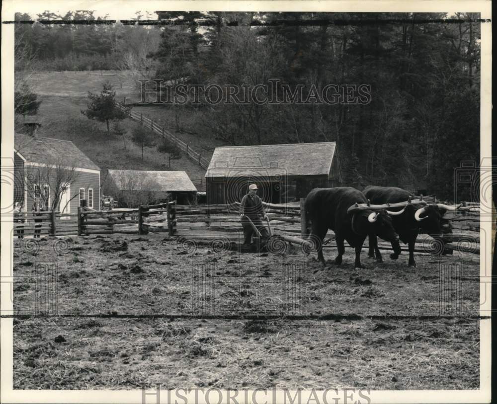 1965 Press Photo Farmers&#39; Museum Farmer Walt Packer Drives Ox Team, Cooperstown - Historic Images