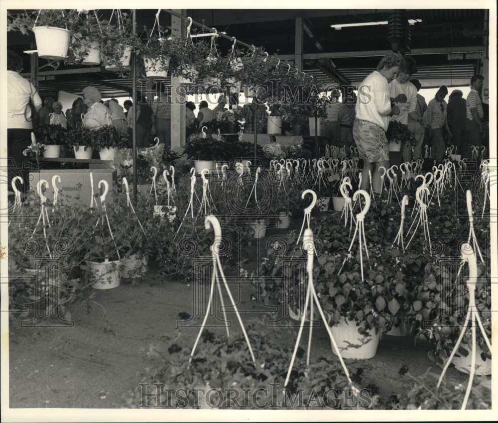 1988 Press Photo Hanging Plant Flowers at Regional Market Sale - sya69152 - Historic Images