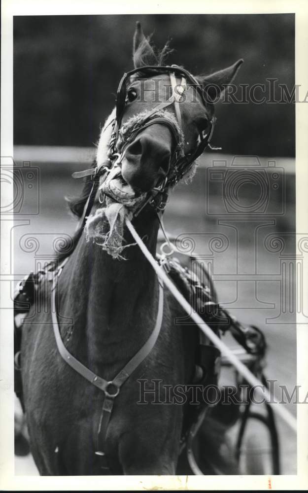 1990 Press Photo Horse in Harness in Closeup - sya75013 - Historic Images