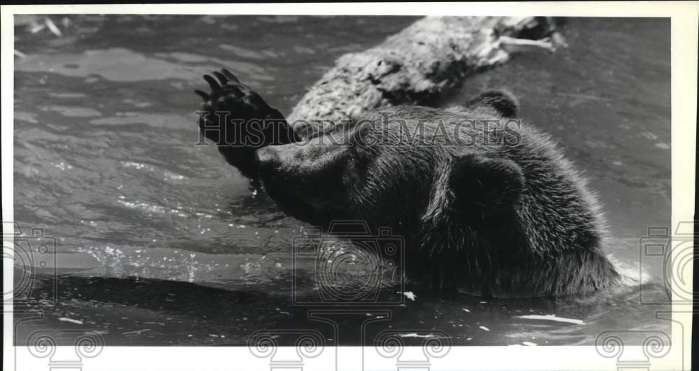 1989 Press Photo Kodiak Bear Swimming in Water at Burnet Park Zoo - sya75640 - Historic Images