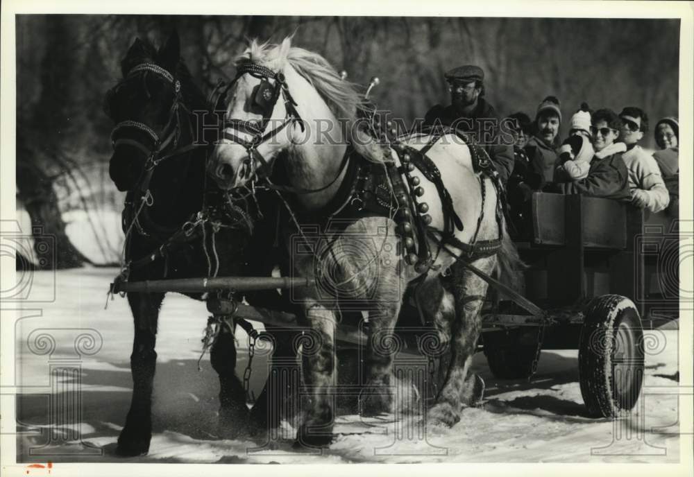 1989 Press Photo Ray O&#39;Herien Driving Horses and Buggy at Long Branch Park - Historic Images