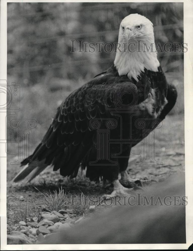 1986 Press Photo American Bald Eagle at Burnet Park Zoo, Syracuse, New York - Historic Images