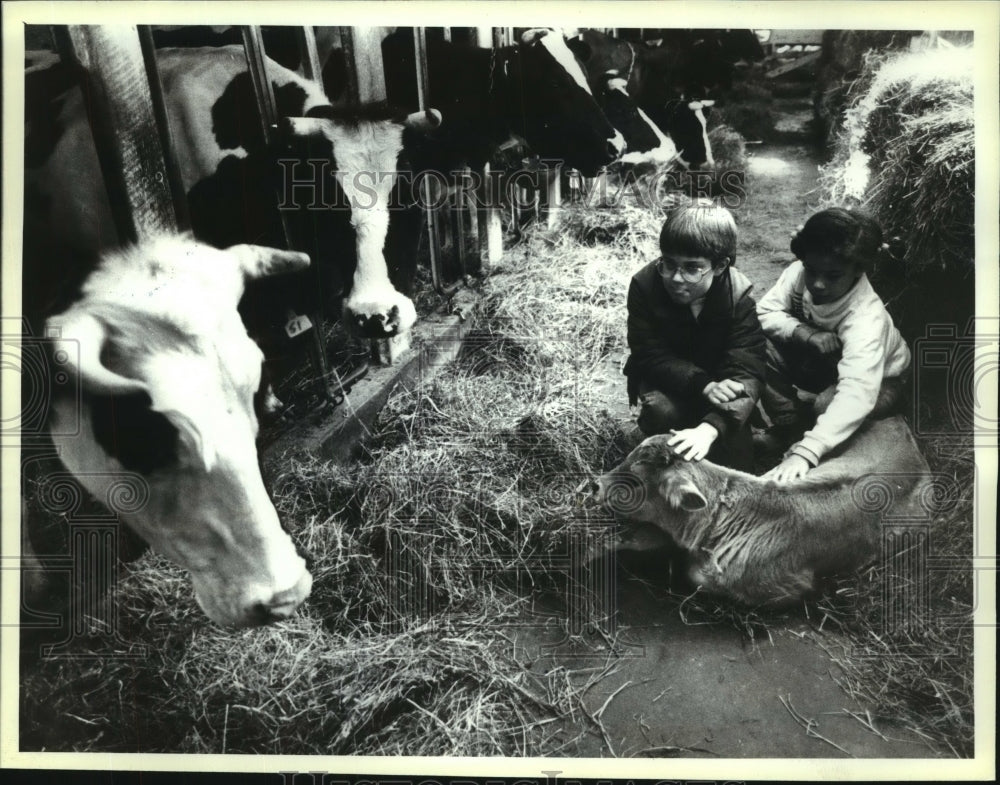 1990 Hawthorne Valley School students in cow barn, Harlemville, NY - Historic Images