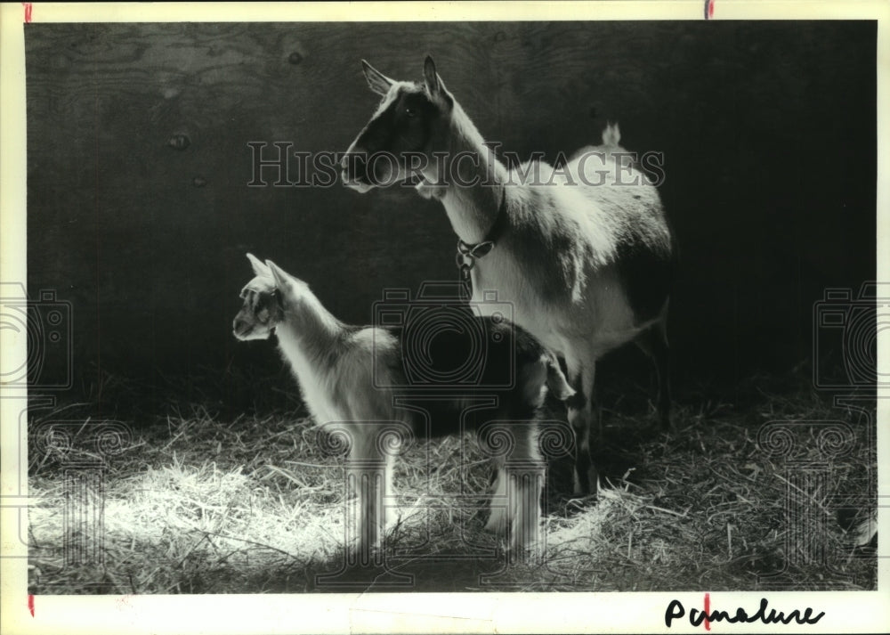 1992 Press Photo Mother Goat &amp; kid at Running Creek Goat Dairy, Princetown, NY - Historic Images