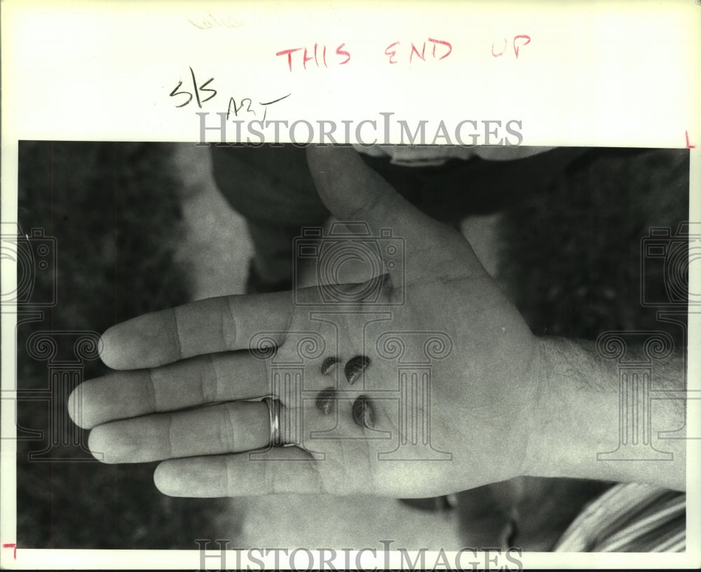 1990 Press Photo Zebra Mussels - tua03946 - Historic Images