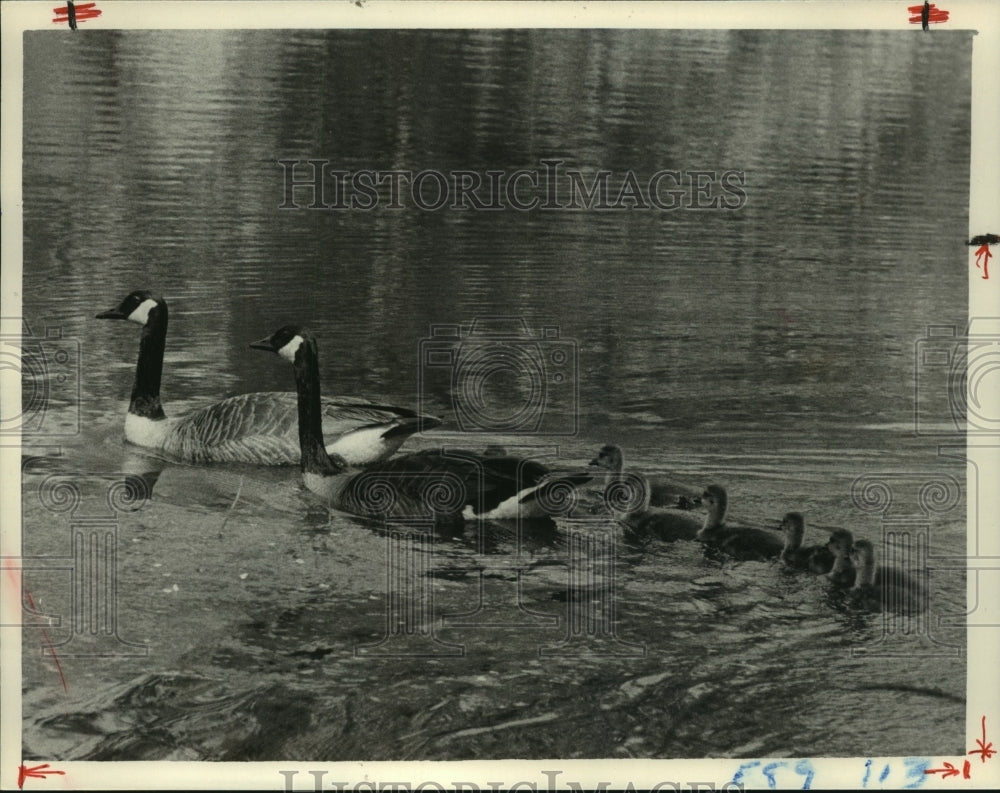 1985 Press Photo Family of Canadian Geese swim on pond in Delmar, New York - Historic Images