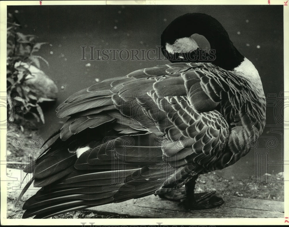 1990 Press Photo Canada Goose at Birkshire Bird Paradise in Grafton, New York - Historic Images