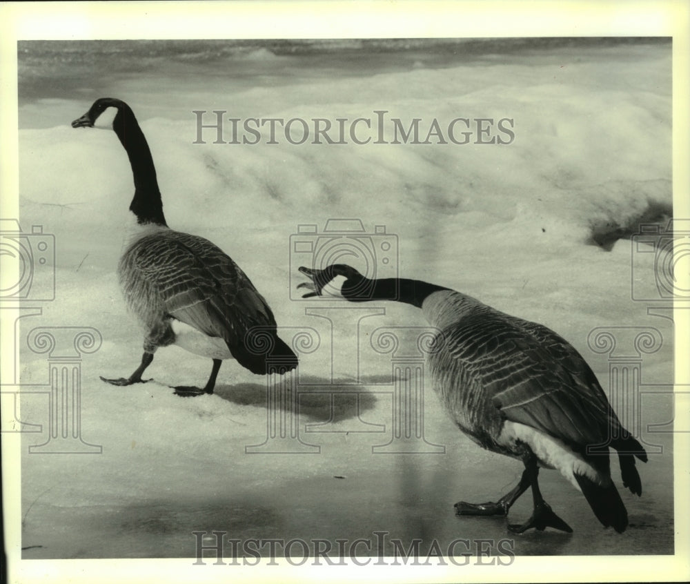 1993 Press Photo Canadian Geese on snowy Ann Lee Pond in Colonie, New York - Historic Images