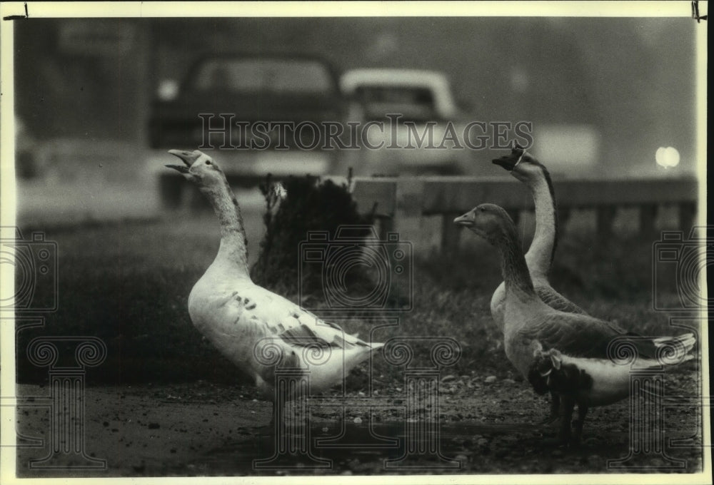 1986 Press Photo Traffic passes Canadian Geese along East Greenbush, NY roadway - Historic Images