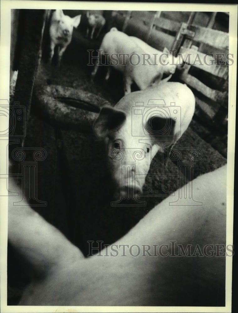 Press Photo Some of the pigs on Bill Betts' Hog Farm, Schaghticoke, New York-Historic Images