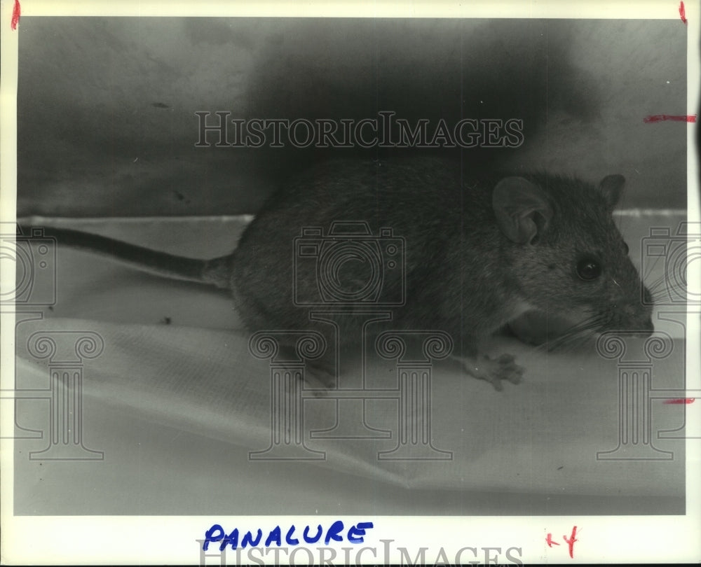 1991 Press Photo Wood rat found at Five Rivers Environmental Center, Delmar, NY - Historic Images