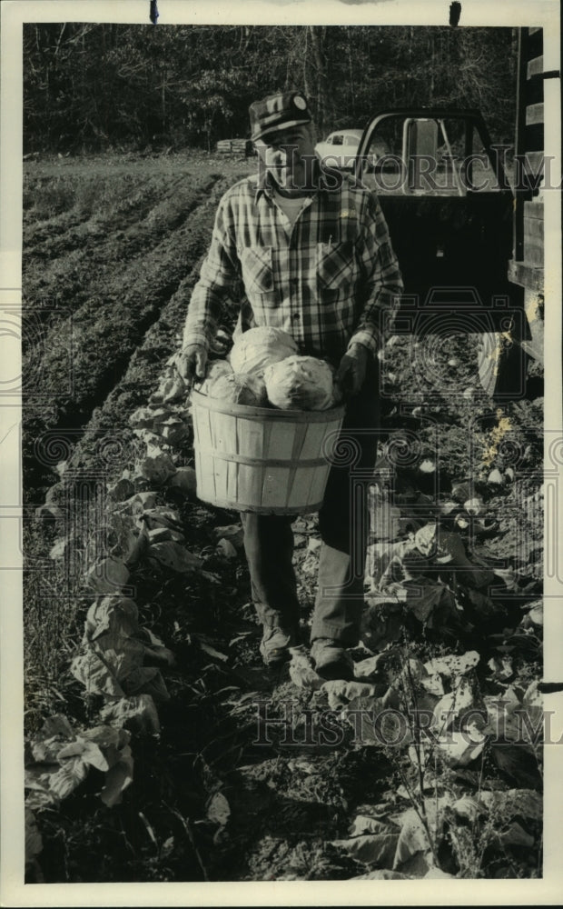 1984 Press Photo Louis Pagliavento gets late cabbage from garden, Guilderland - Historic Images