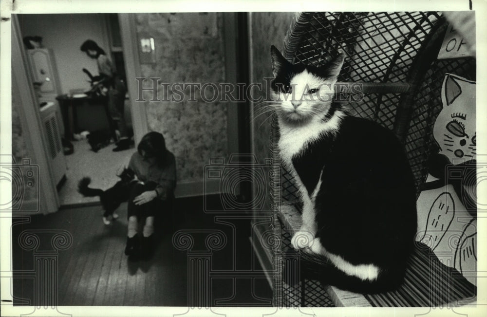 1989 Press Photo Volunteers take care of cats at Albany, NY pet adoption center - Historic Images