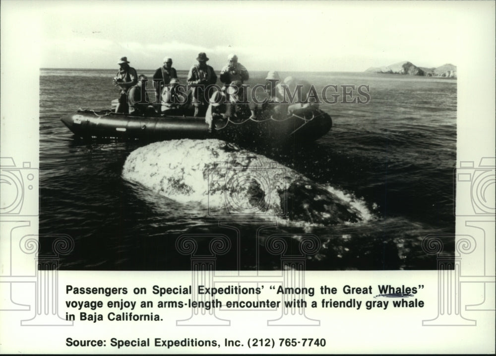 1990 Whale watchers get up close view of California gray whale - Historic Images