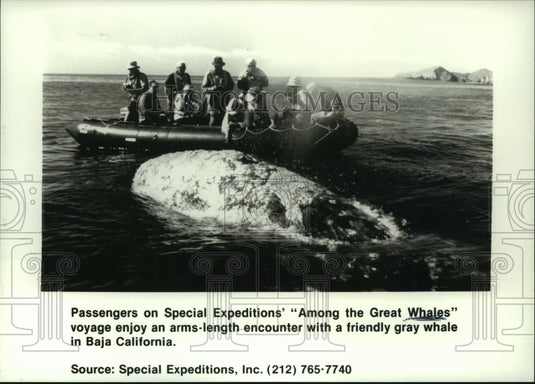 1990 Whale watchers get up close view of California gray whale - Historic Images