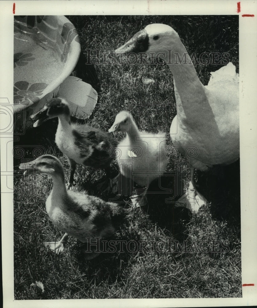 1982 Press Photo Mother Goose with goslings next to kiddie pool - tua07289 - Historic Images