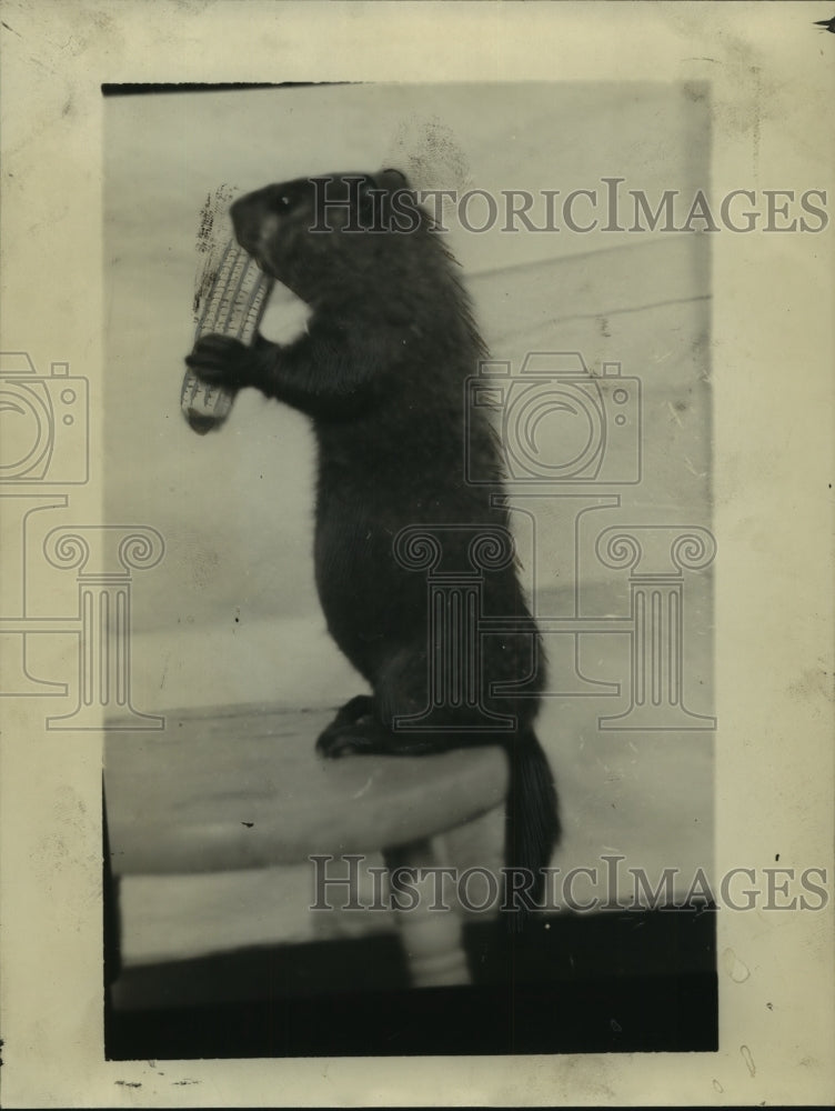 1937 Press Photo A groundhog (woodchuck) eats an ear of corn - tua07517-Historic Images