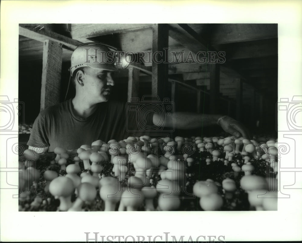 1994 Bulich Mushroom Co. staff harvesting mushrooms in Catskill, NY - Historic Images