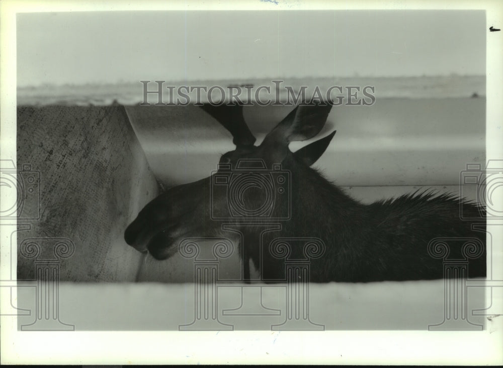 1993 Moose loaded into trailer for transport to NY wilderness area - Historic Images