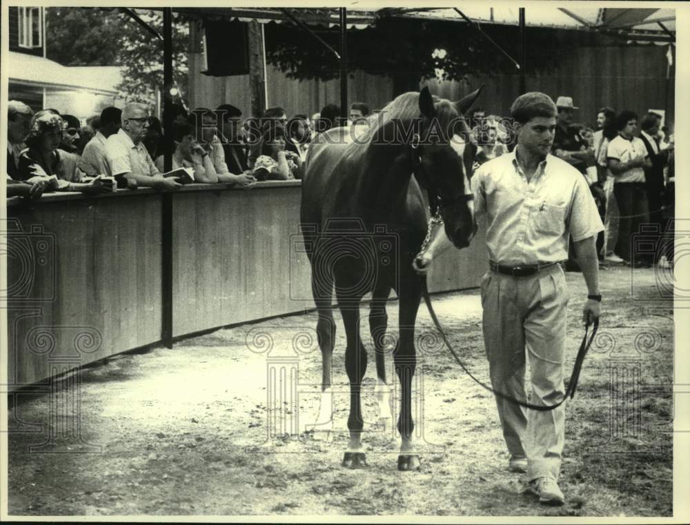 1986 Press Photo Saratoga, NY Yearling Sales in Tipton Sales Pavilion - Historic Images