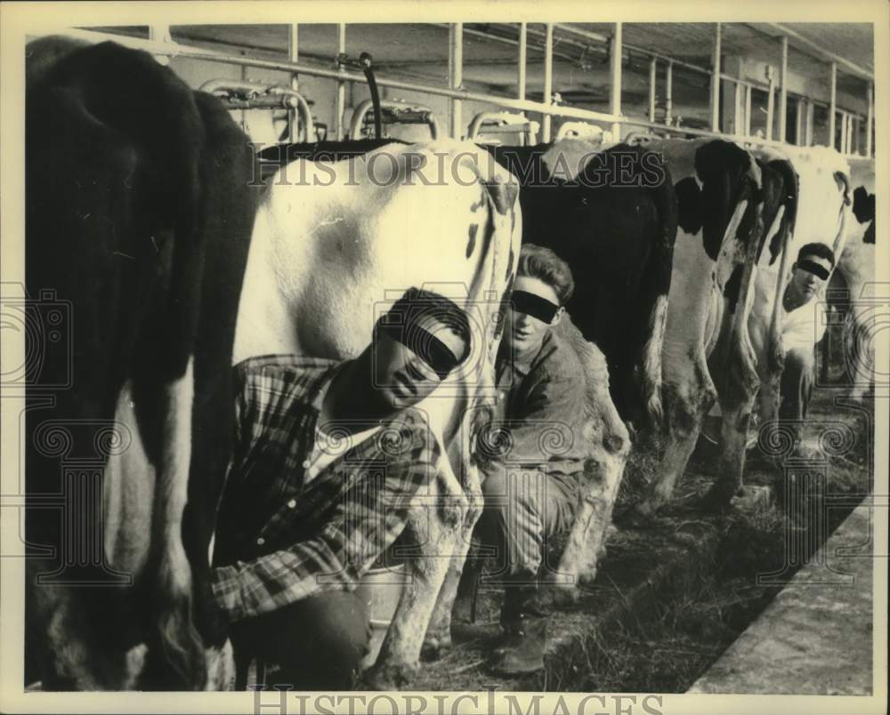 Press Photo Several New Hampton, NY students milking cows on the school&#39;s farm. - Historic Images