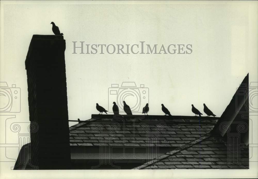 1979 Press Photo Pigeons line the roof of a building in Scotia, New York - Historic Images