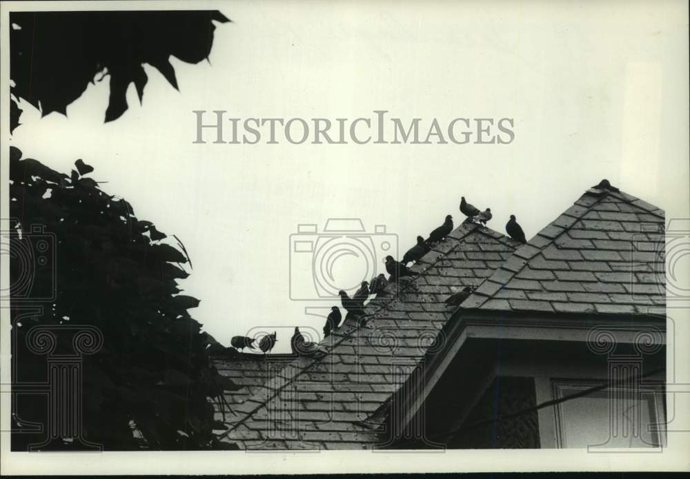 1979 Press Photo Pigeons line the roof of a Scotia, New York building - Historic Images