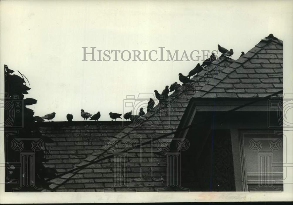 1979 Press Photo Pigeons sit on roof of Scotia, New York building - tua15215 - Historic Images