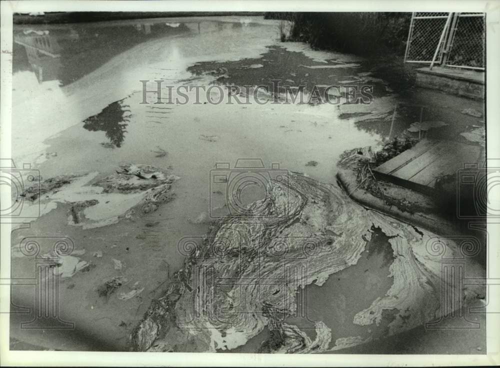 1991 Press Photo View of smelly water in Washington Park Lake, Albany, New York - Historic Images