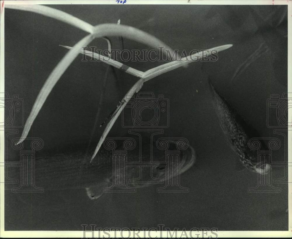 1991 Press Photo Fish swimming in Washington Park Lake, Albany, New York - Historic Images