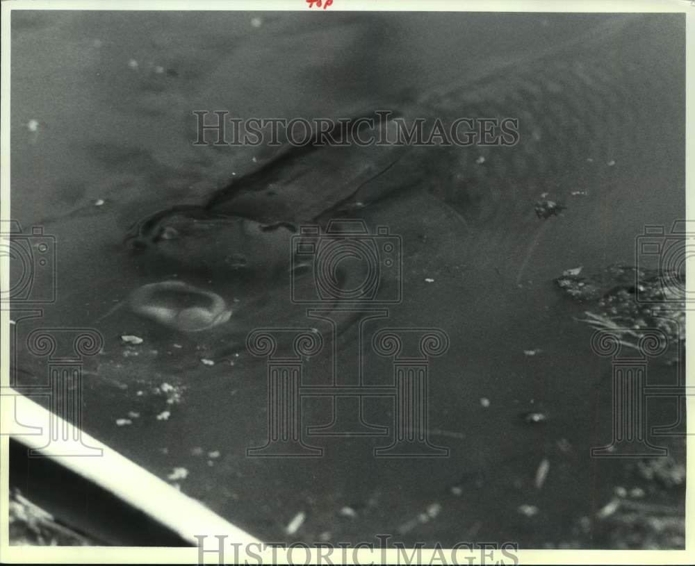 1991 Press Photo Carp gulps air in Washington Park Lake, Albany, New York - Historic Images