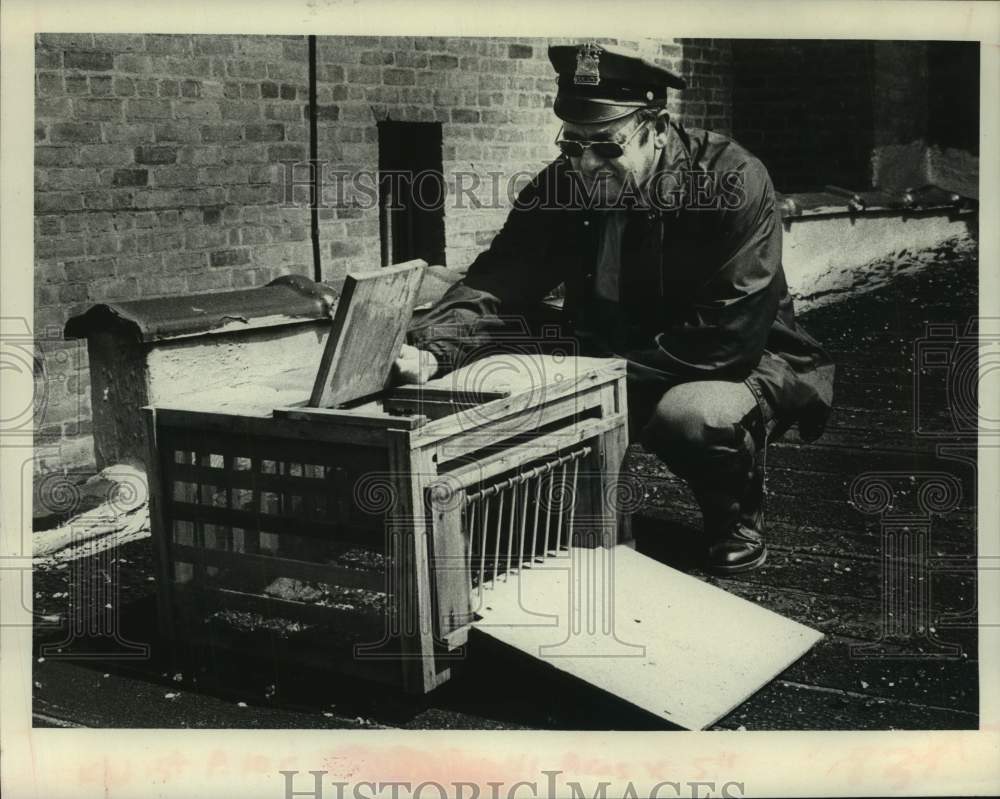 1980 Press Photo Scotia, New York animal warden checks bird trap for pigeons - Historic Images