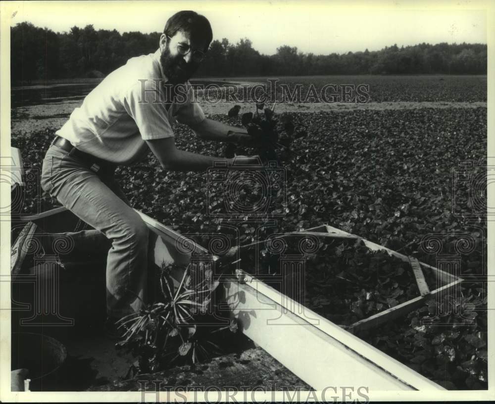 1980 Press Photo James Beshew with water chestnut plants in Watervliet, New York - Historic Images