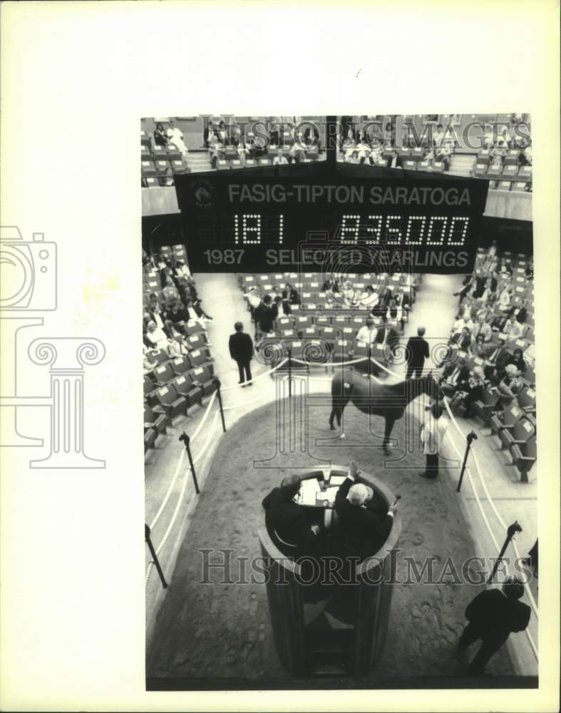 1987 Press Photo Horse shown at Fasig-Tipton Yearling Sales in Saratoga, NY - Historic Images