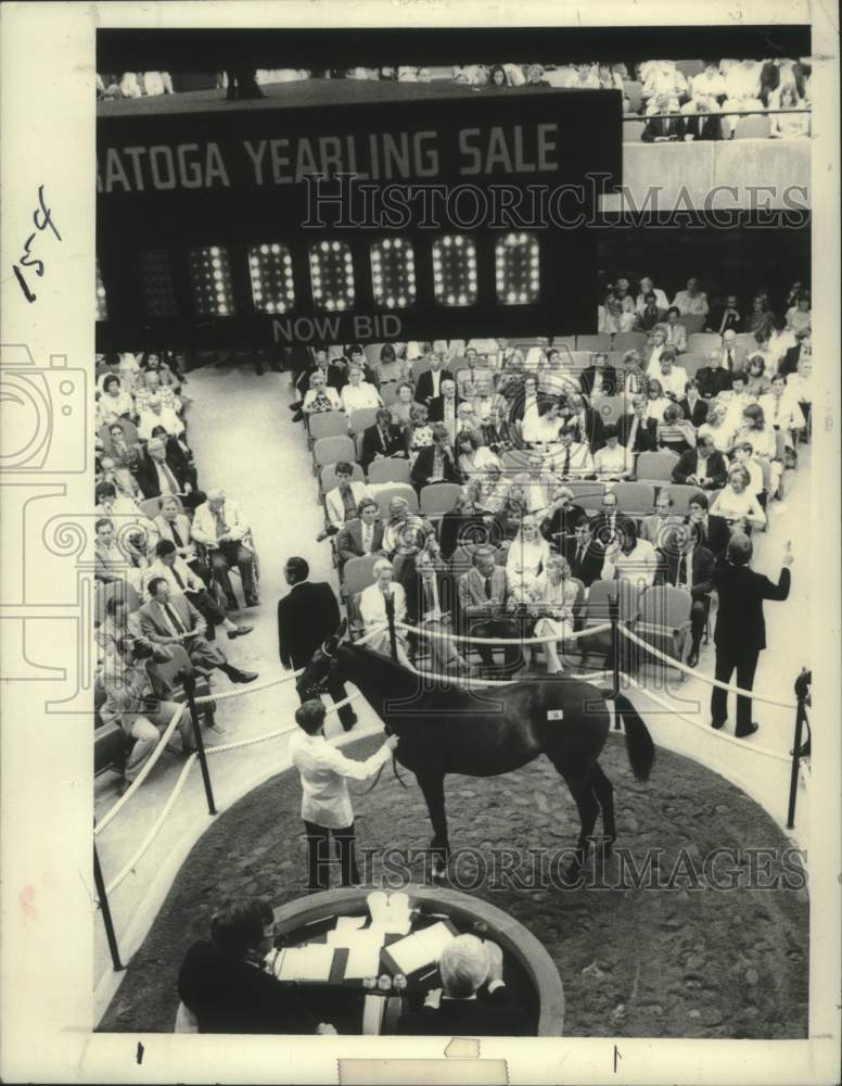 1982 Press Photo Bay Filly shown at Fasig-Tipton Yearling Sales in Saratoga, NY - Historic Images