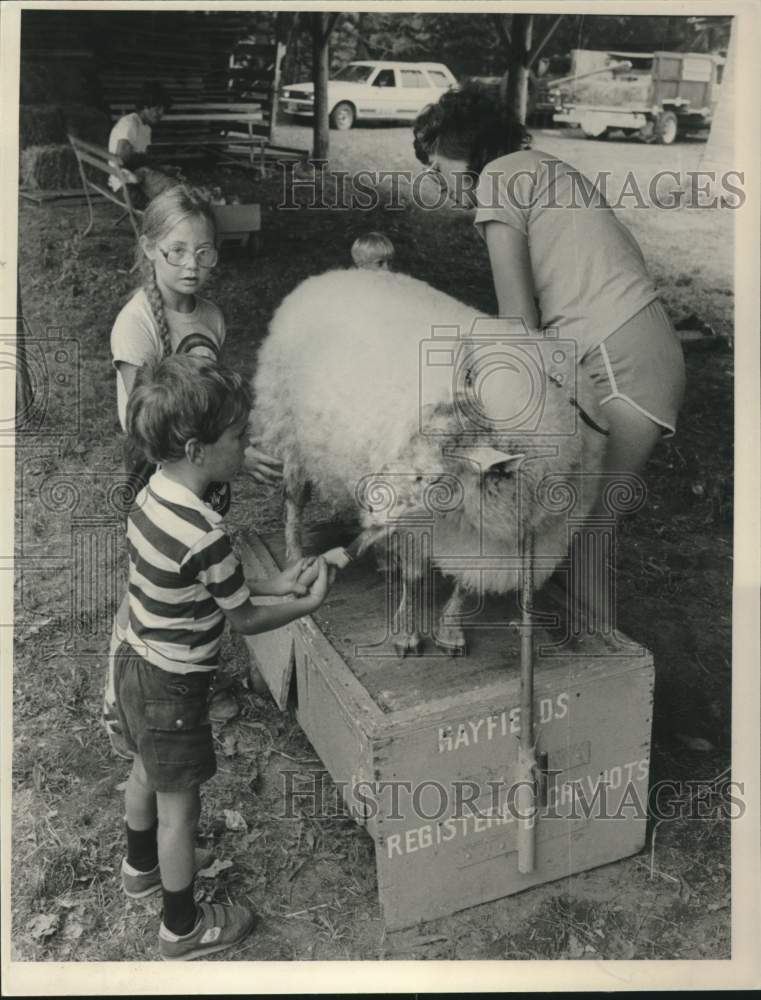 1984 Press Photo A sheep gets a hair cut at the Schaghticoke, New York fair - Historic Images