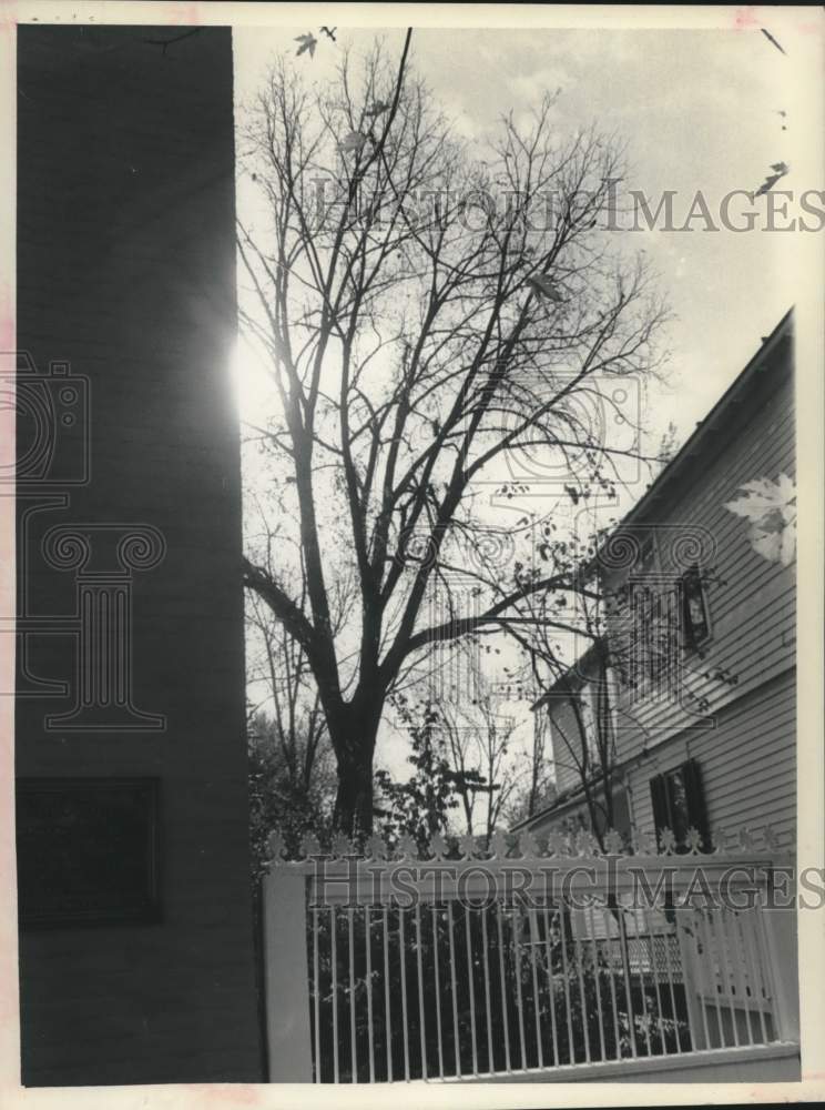 1977 Press Photo 100 year old black walnut tree in Schenectady, New York - Historic Images