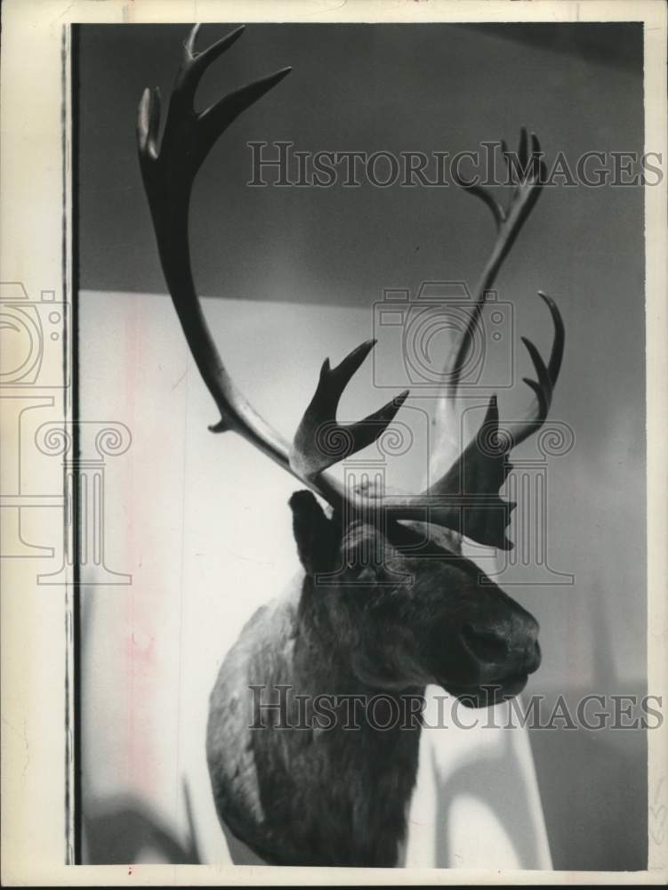 Press Photo Model of caribou at the Schenectady Museum in New York - tua16277 - Historic Images