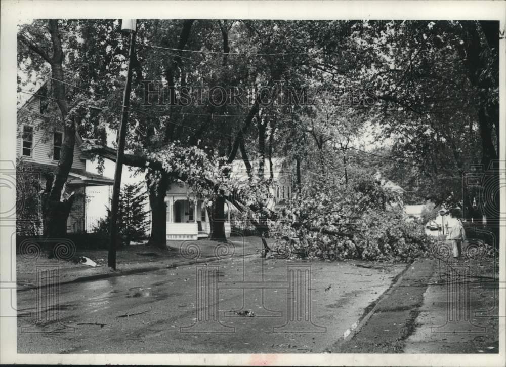 1979 Press Photo Tree downed by Tropical Storm David in Scotia, New York - Historic Images