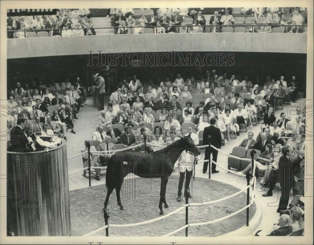 Press Photo Horse shown for spectators at Saratoga, New York rate track - Historic Images